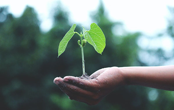 plant growing in someone's hand